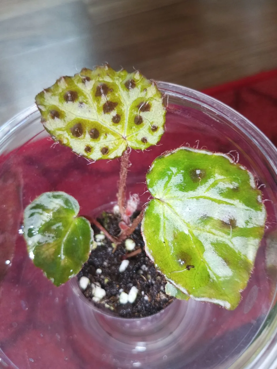 Begonia melanobullata 2026