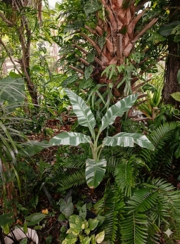 varigated banana07.webp