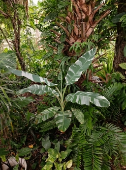 varigated banana13.webp