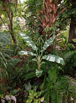 varigated banana08.webp