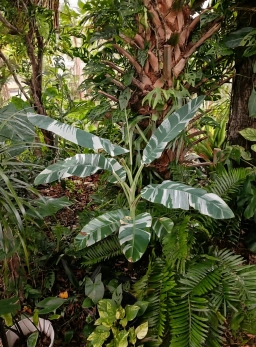 varigated banana09.webp