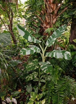 varigated banana11.webp