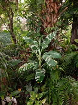 varigated banana10.webp