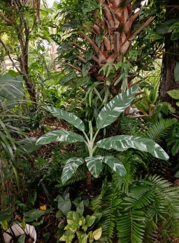 varigated banana05.webp