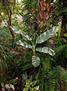varigated banana06.webp