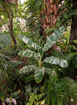 varigated banana12.webp