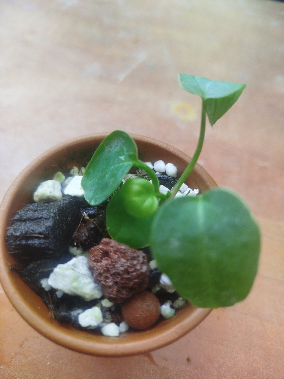 Week photo 3