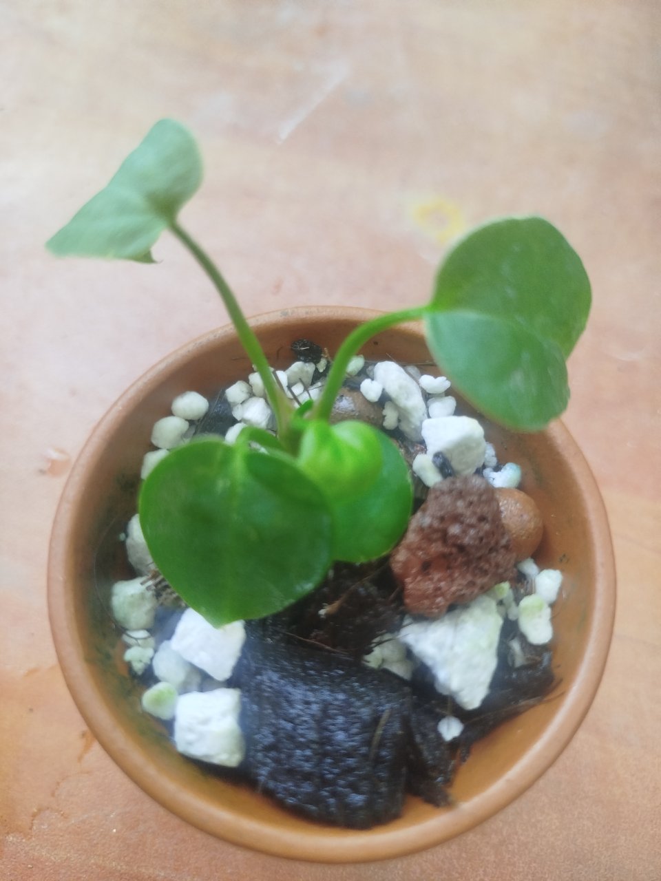 Week photo 1