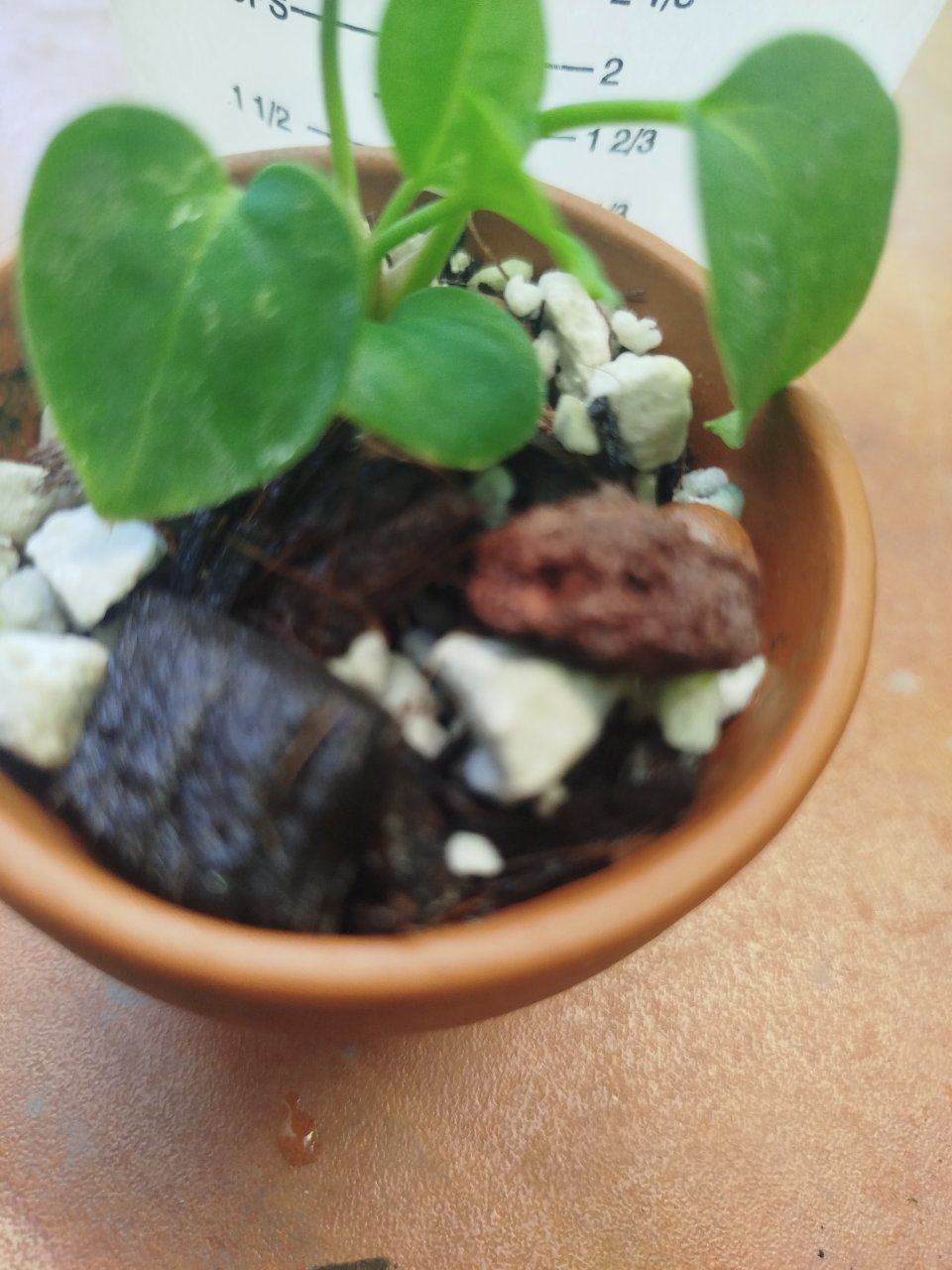Week photo 5