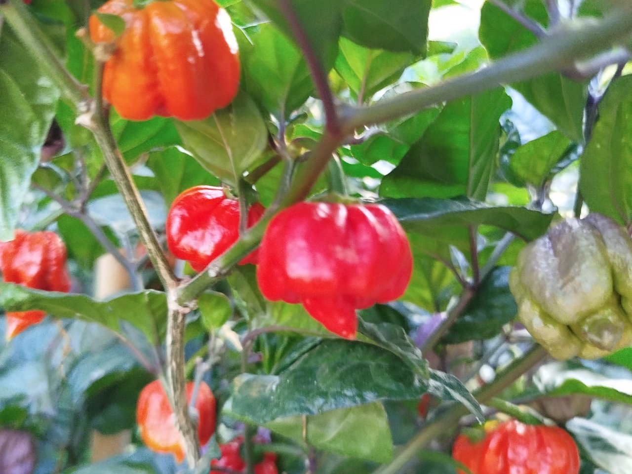 cropped.webp