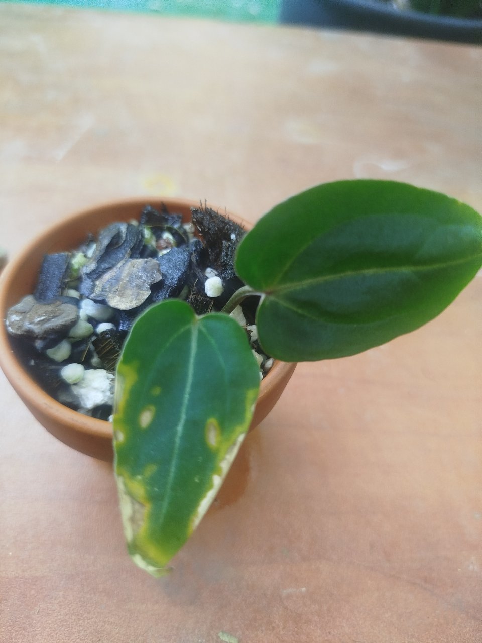 Week photo 3
