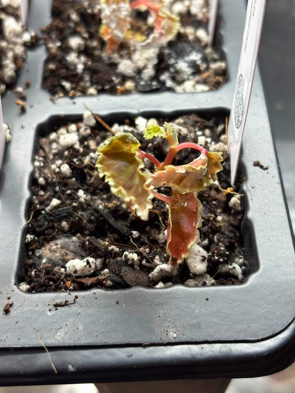 Week photo 3